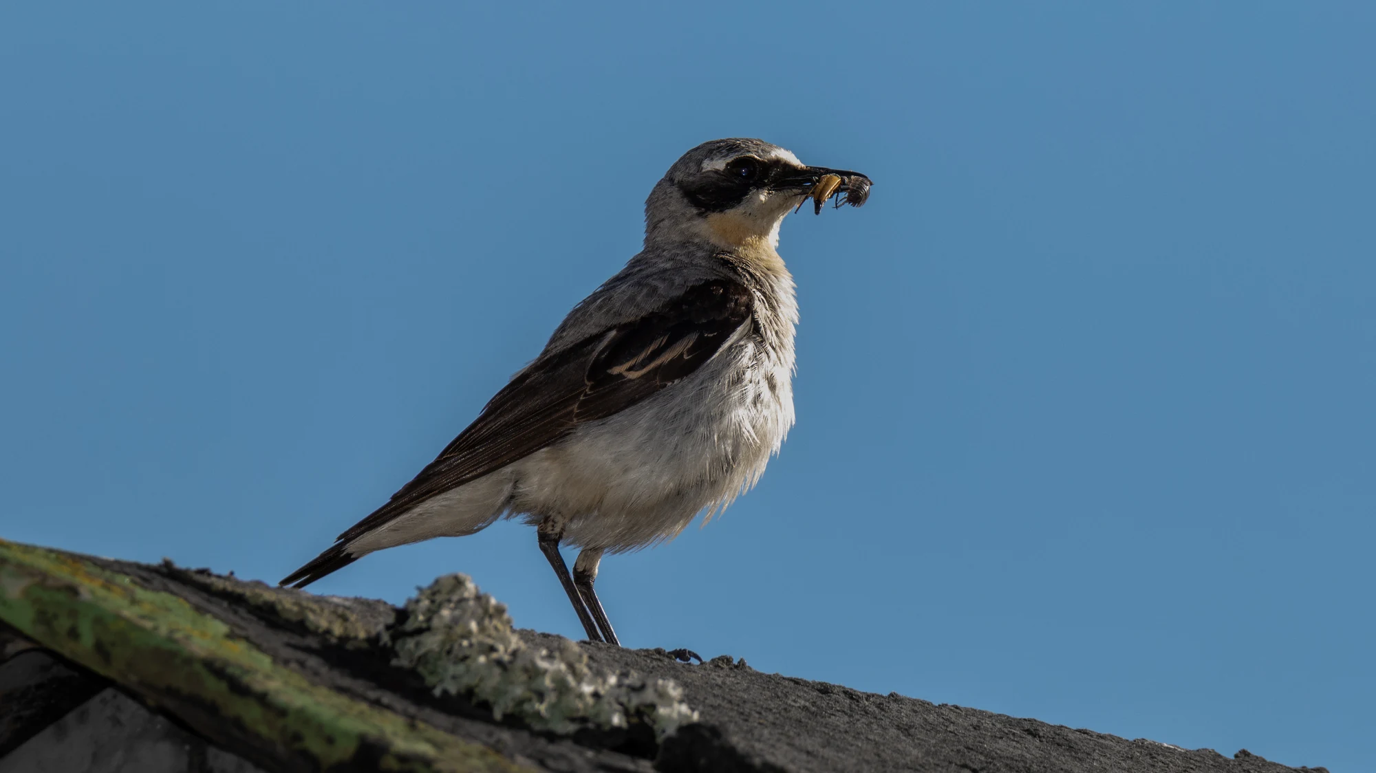 Wild bird photographed with an insect in its beak